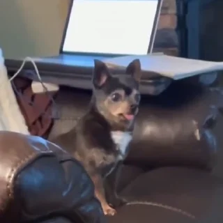 🤩