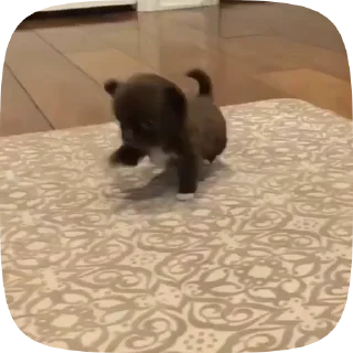 🐶