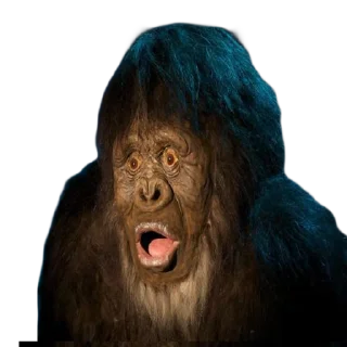 🐵