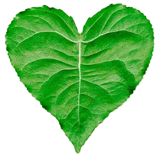 💚