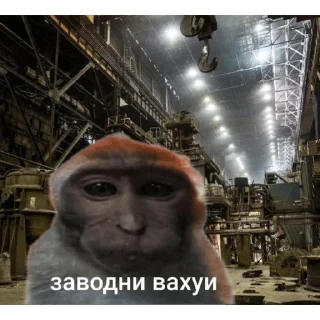 🐵