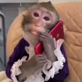 monkeys 4 by @norufx