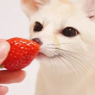 🍓