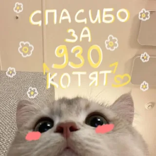 🐱