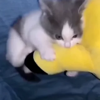 🐈‍⬛️