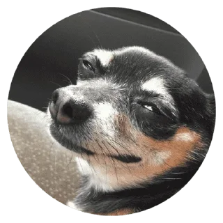 🐶