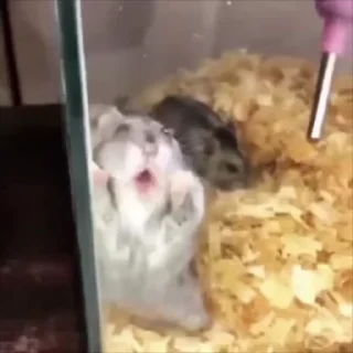 🐹