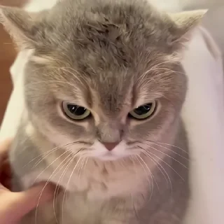 🐈‍⬛️