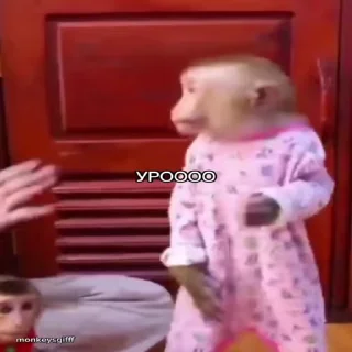 бибизянки