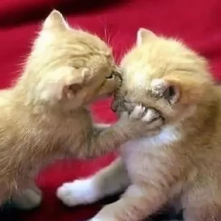🐱
