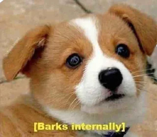 🐶