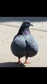 🤩