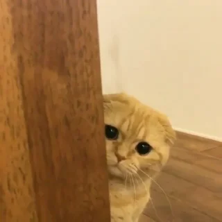 😺