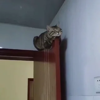 🐈