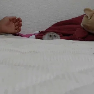 🐭