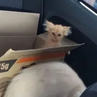 😲