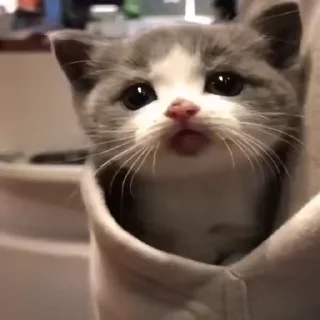 🐈