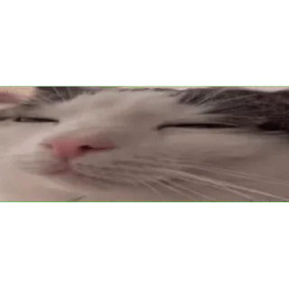 🐱