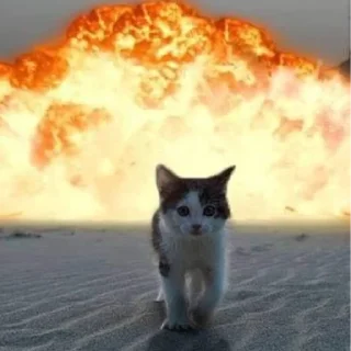 🐱