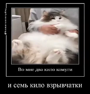 🐱