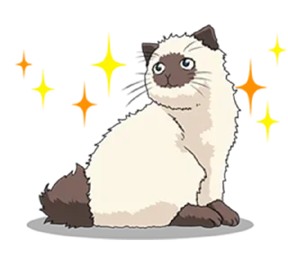 ✨