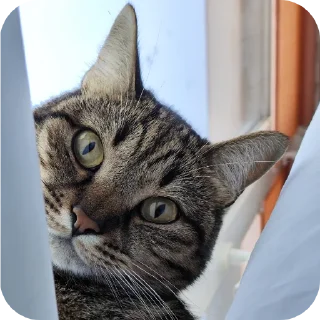 🐱