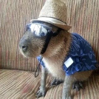 😎