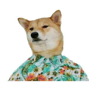 🐶