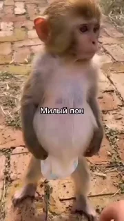 💫