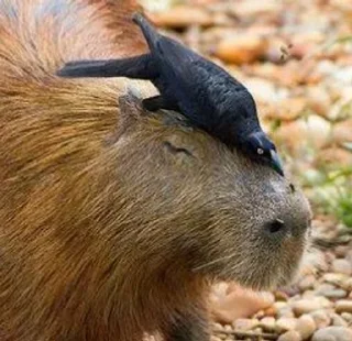 🐗