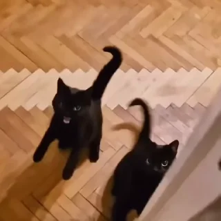 🐈