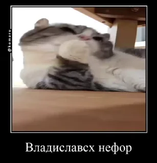 🌟