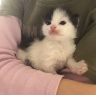 🥺
