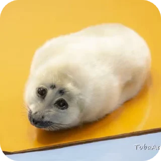 🥺