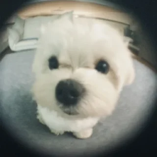 🐾