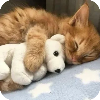 🐱