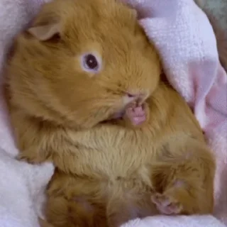 🐹