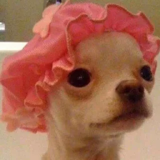 👒