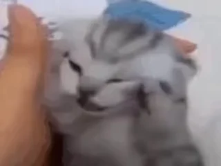🐈