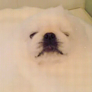 🐕