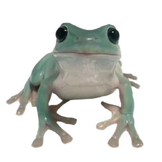 🐸