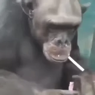 🐒