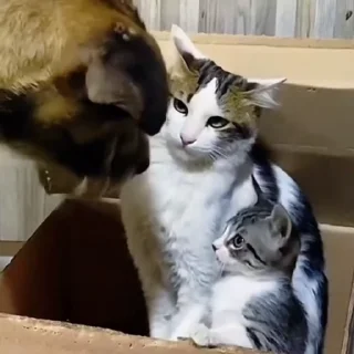 🐈