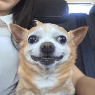🐕