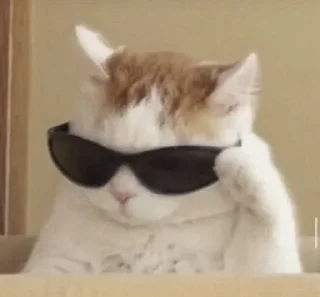 🐱