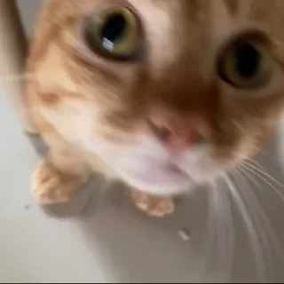 🐈