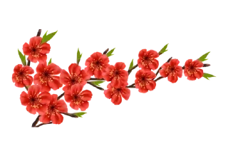 🌺