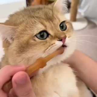 🐈‍⬛️