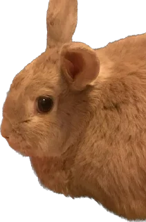 🥺
