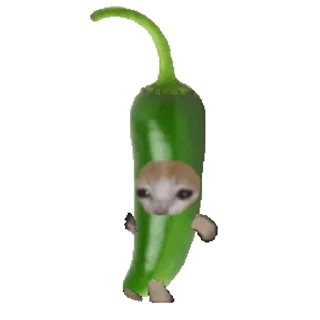 🐈
